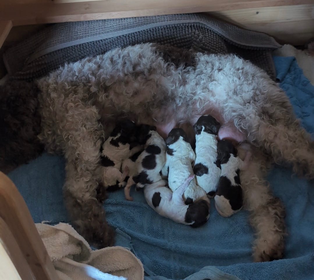 Welpen Nicole Koller März2026