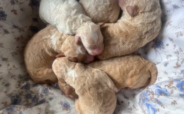 Terracarnica Wurf 2026