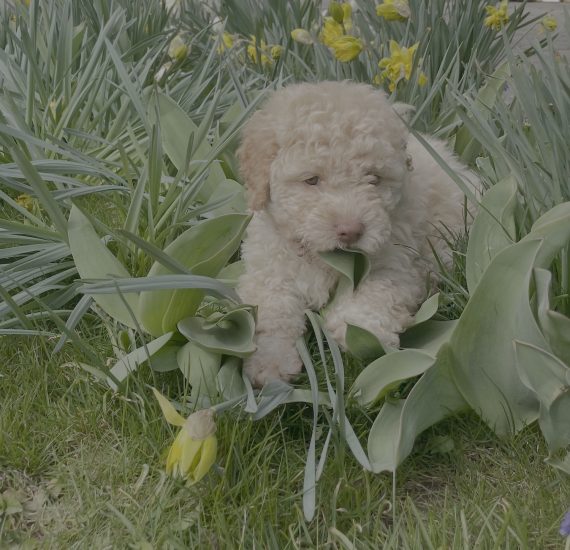 Lagotto Romagnolo Oranger Welpen Sesia