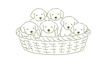 Lagotto Welpen Ersatzbild