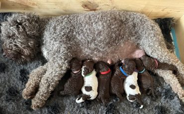Wurf Lagotto dell'Osttirol